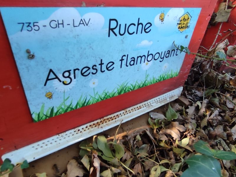La ruche Agreste flamboyant