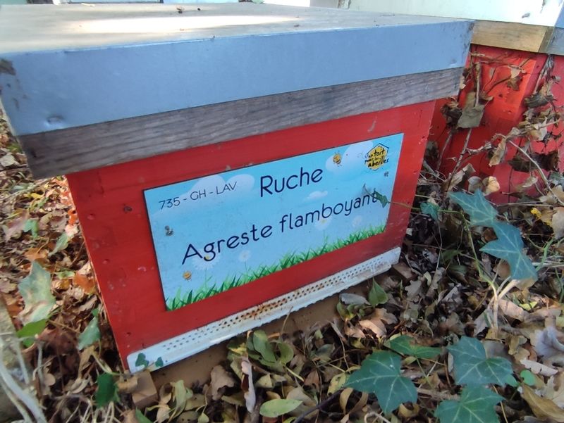 La ruche Agreste flamboyant