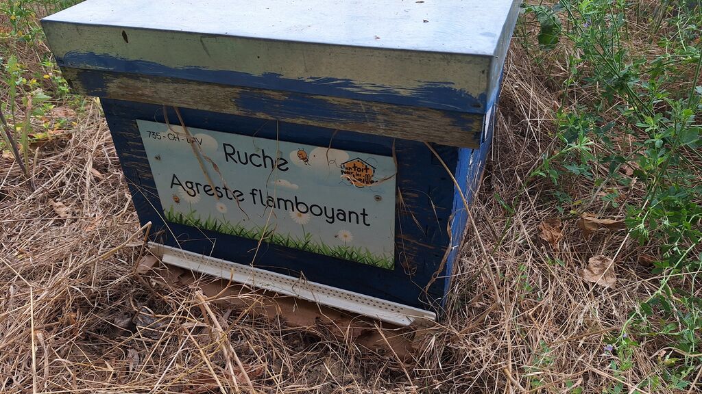 La ruche Agreste flamboyant