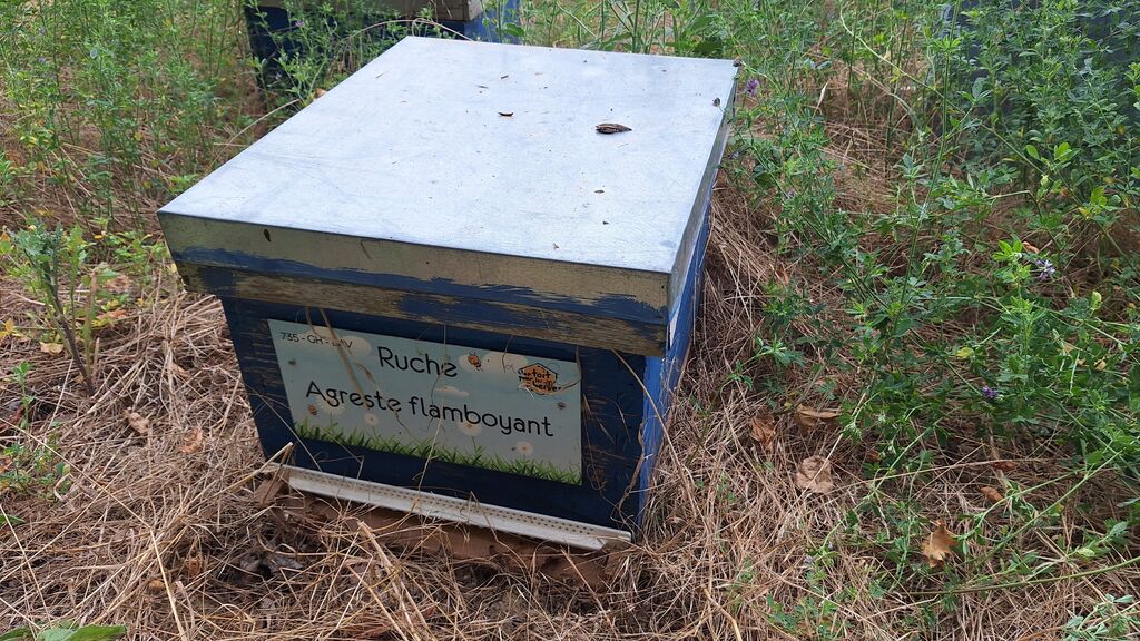 La ruche Agreste flamboyant