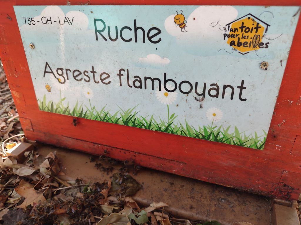 La ruche Agreste flamboyant