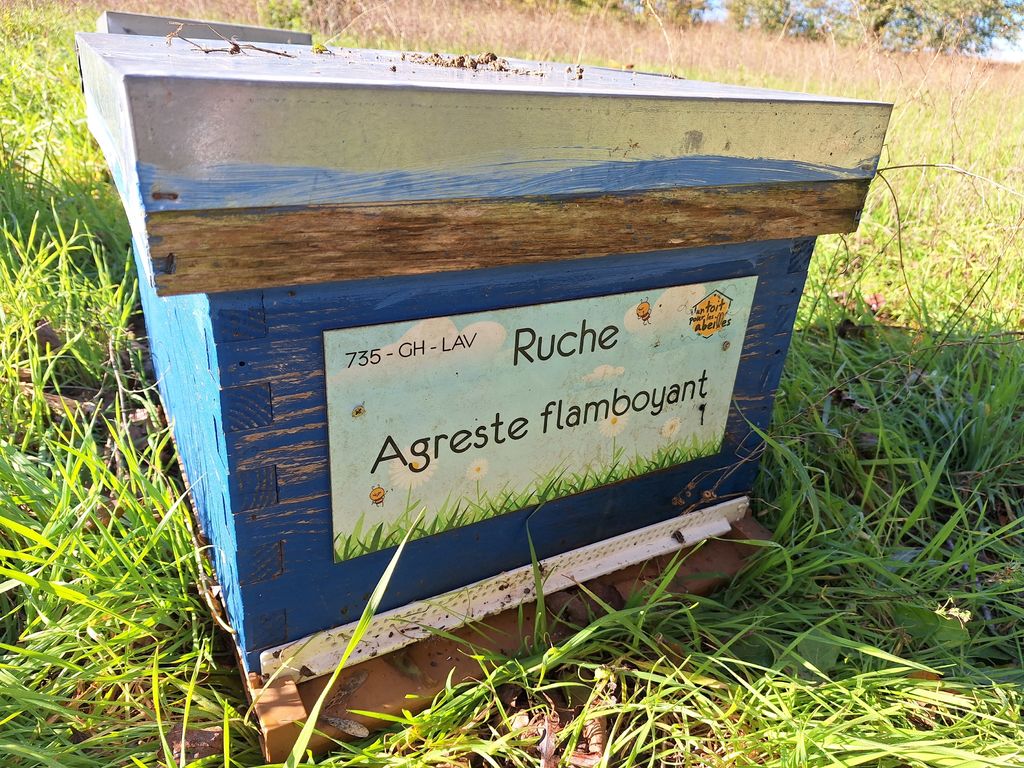 La ruche Agreste flamboyant