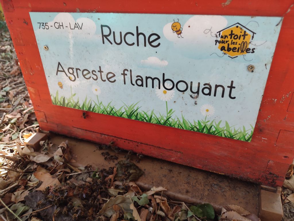 La ruche Agreste flamboyant