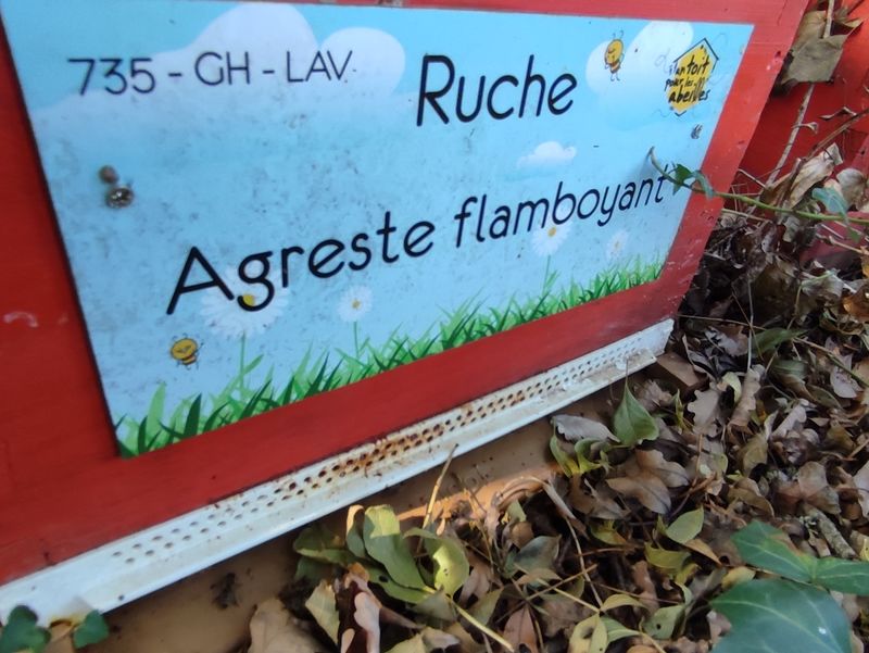 La ruche Agreste flamboyant
