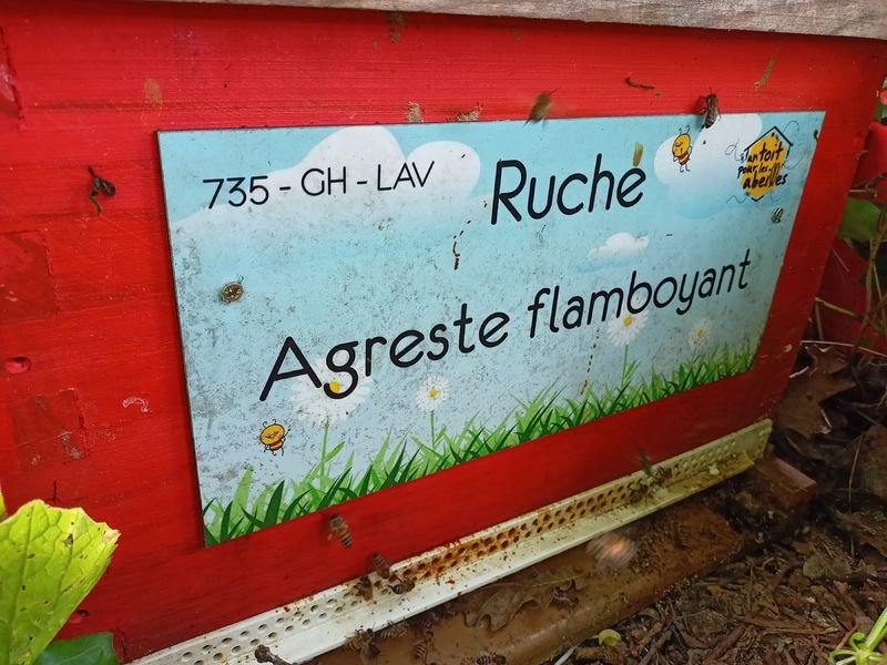 La ruche Agreste flamboyant