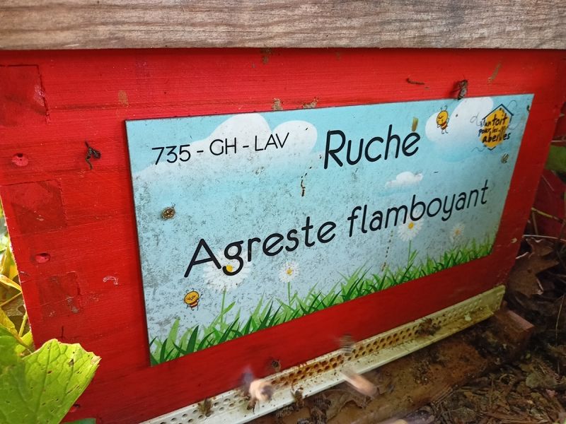 La ruche Agreste flamboyant