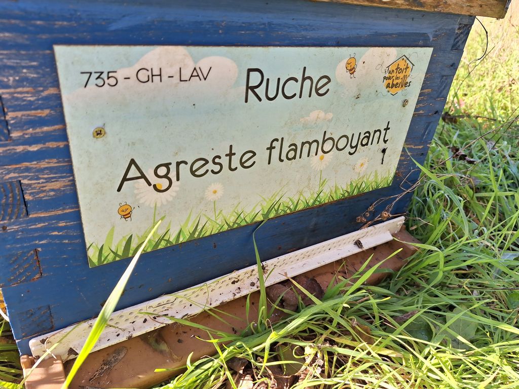 La ruche Agreste flamboyant