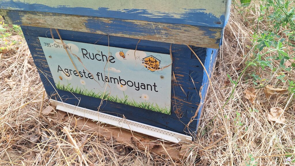 La ruche Agreste flamboyant