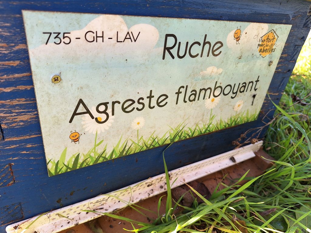 La ruche Agreste flamboyant