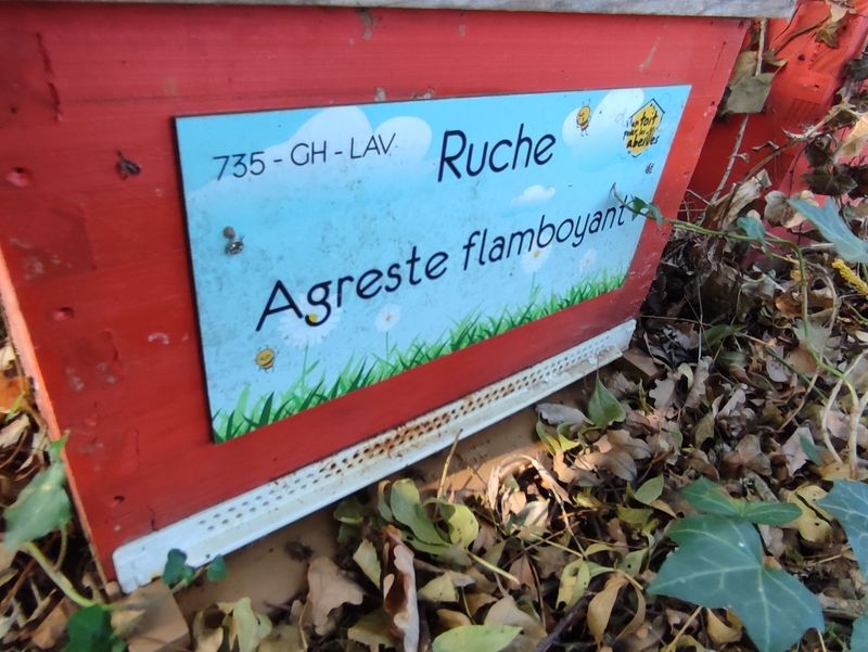 La ruche Agreste flamboyant