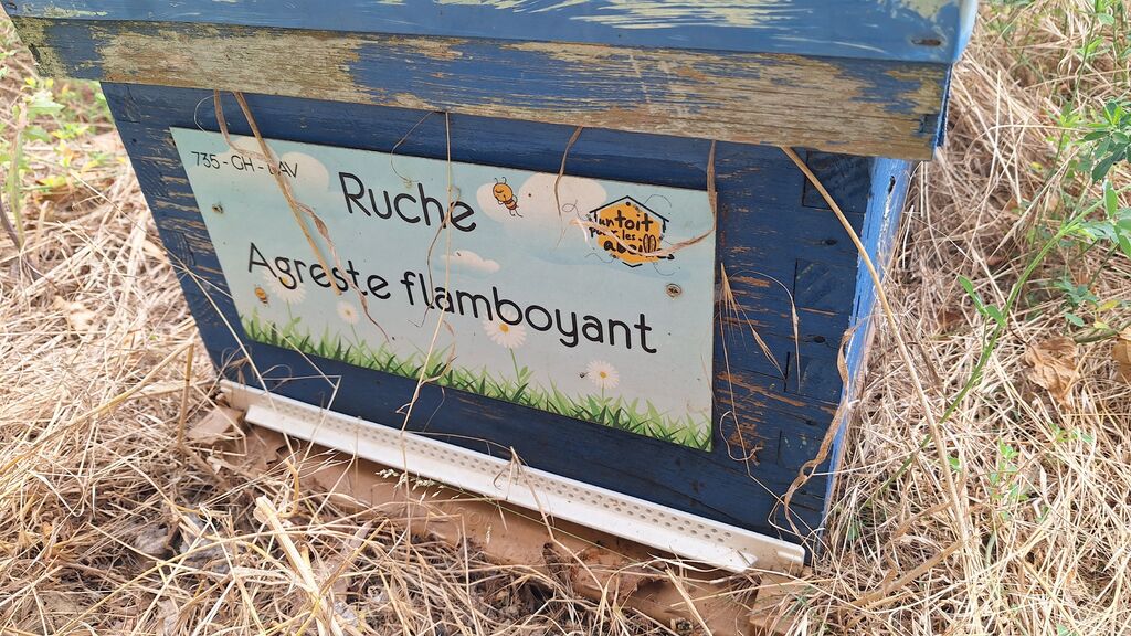 La ruche Agreste flamboyant