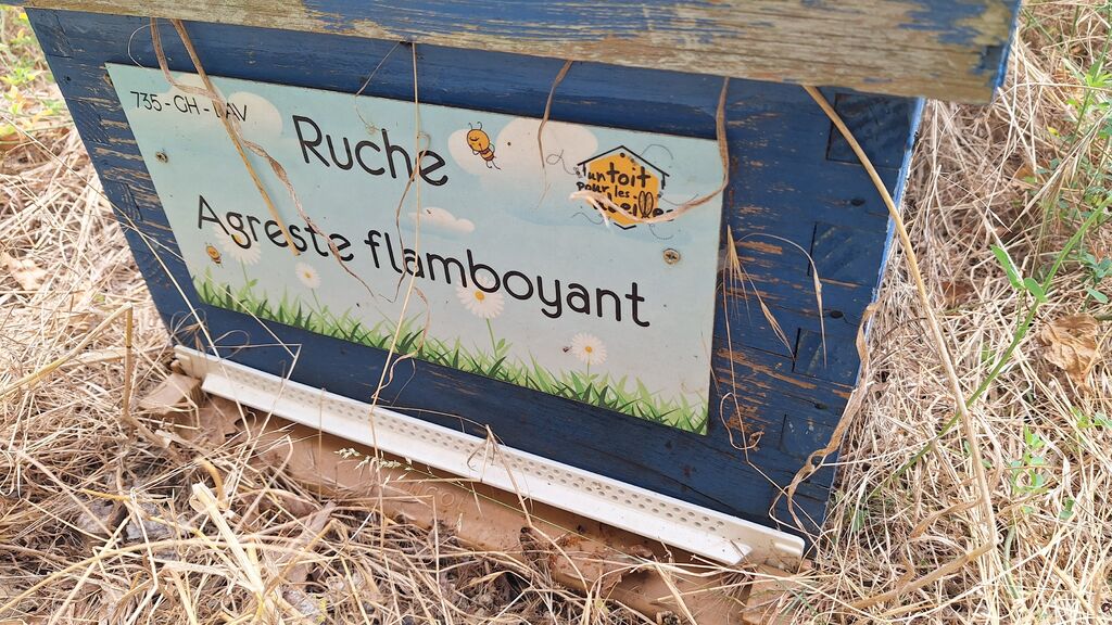 La ruche Agreste flamboyant
