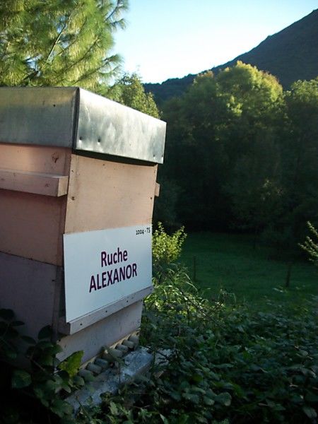 La ruche Alexanor