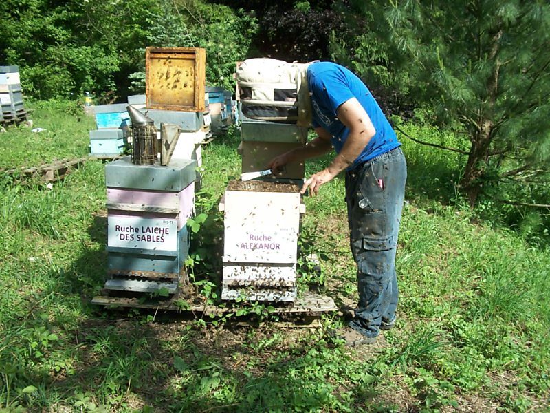 La ruche Alexanor
