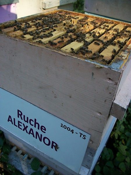 La ruche Alexanor