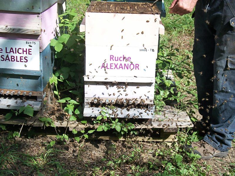 La ruche Alexanor