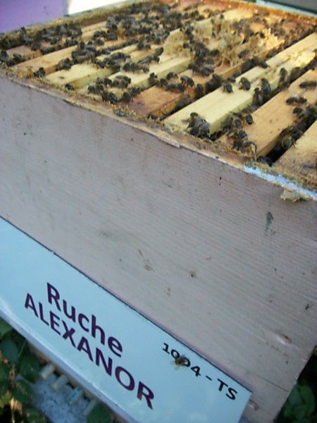 La ruche Alexanor