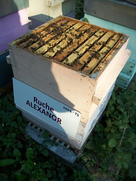 La ruche Alexanor