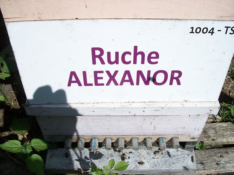 La ruche Alexanor