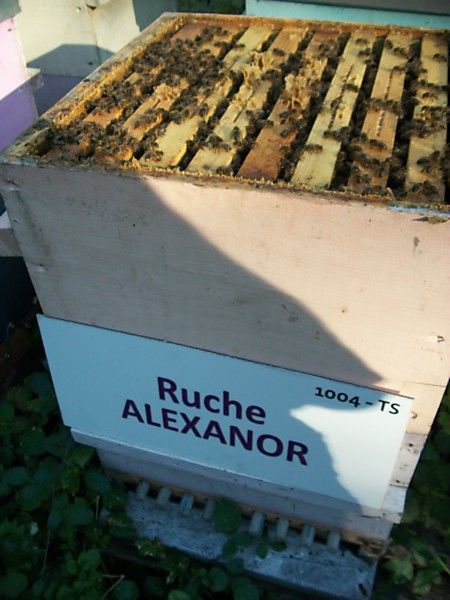 La ruche Alexanor