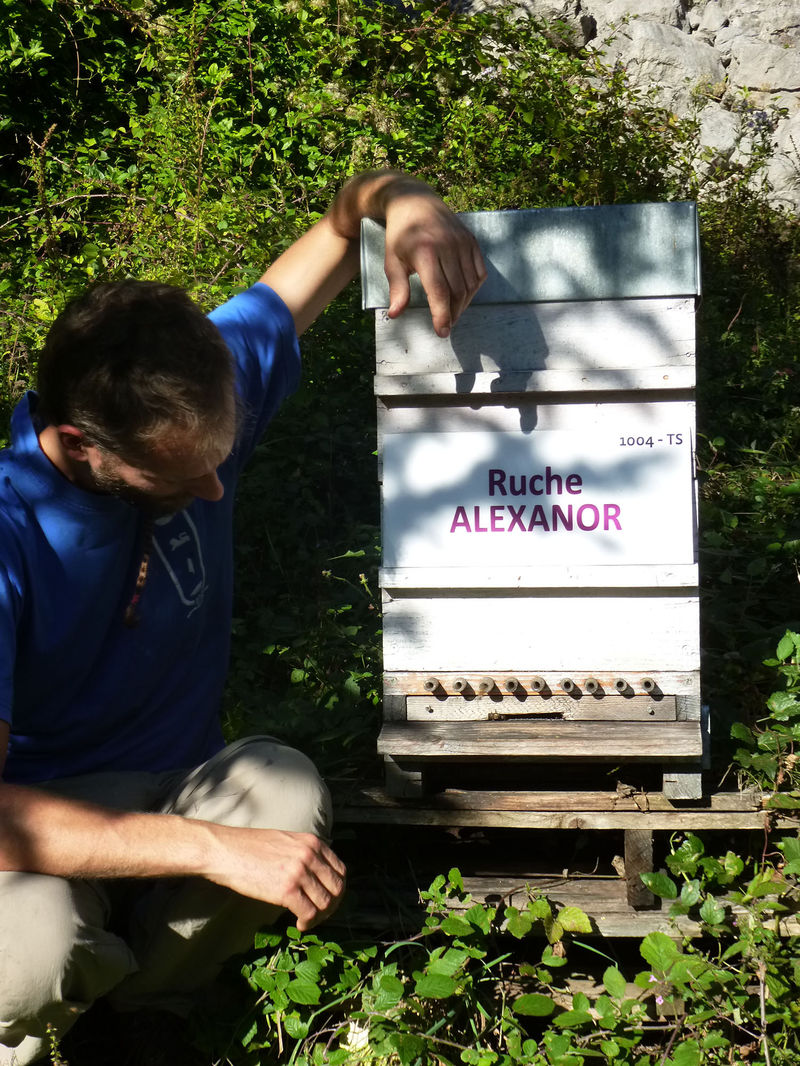 La ruche Alexanor