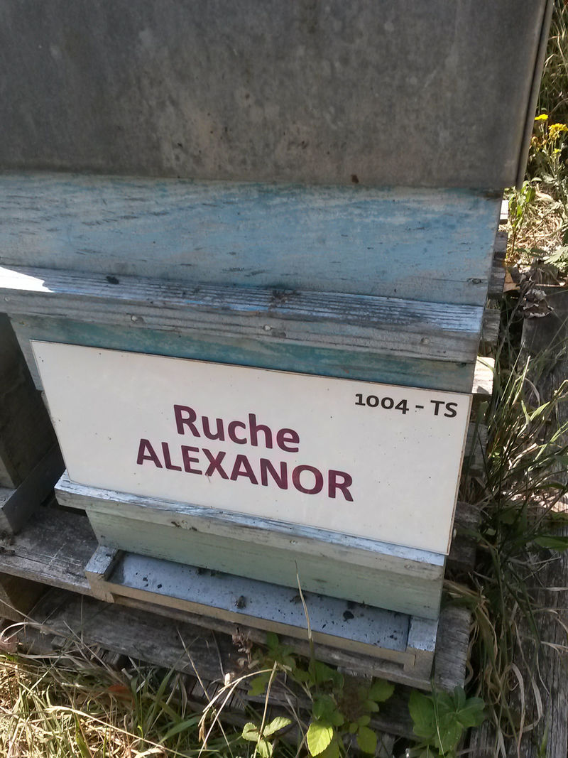 La ruche Alexanor