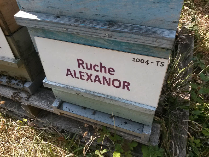 La ruche Alexanor