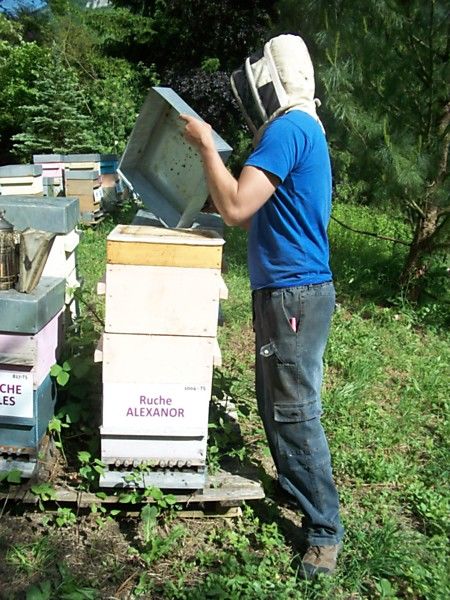 La ruche Alexanor