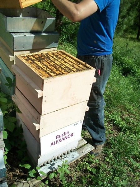 La ruche Alexanor