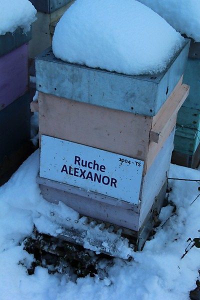 La ruche Alexanor