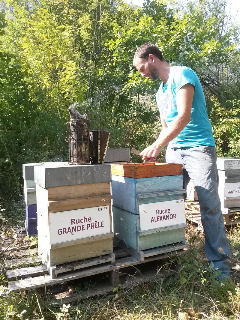 La ruche Alexanor