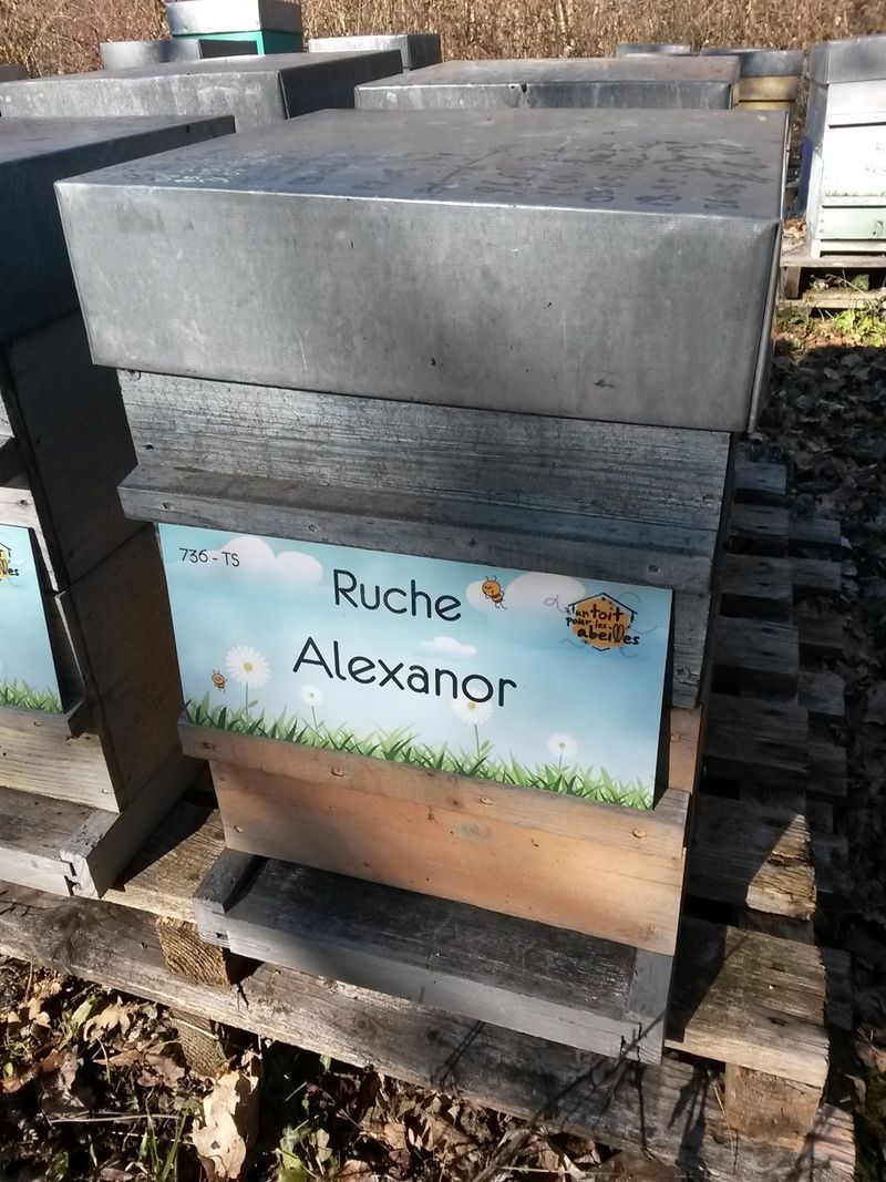 La ruche Alexanor