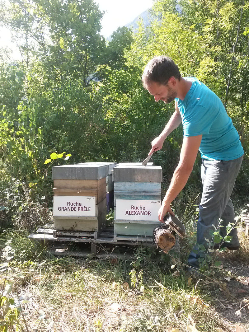 La ruche Alexanor