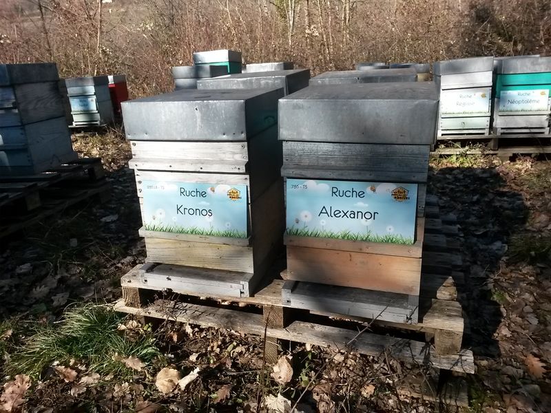La ruche Alexanor
