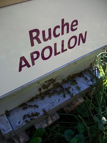 La ruche