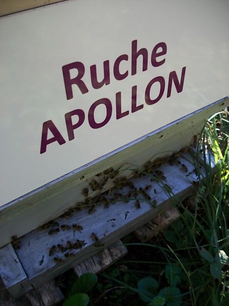 La ruche 