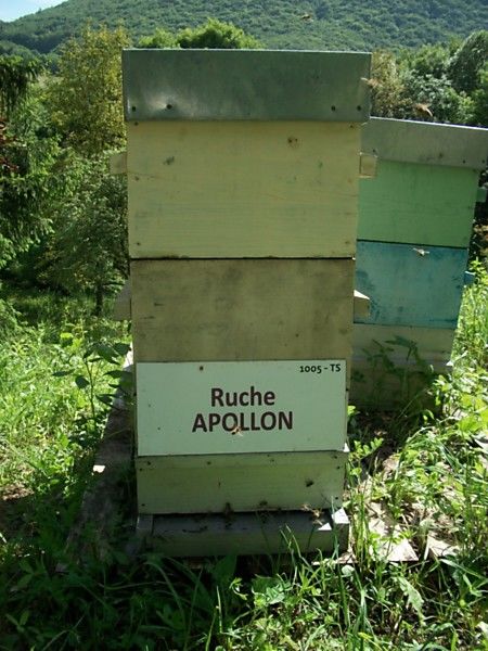 La ruche Apollon