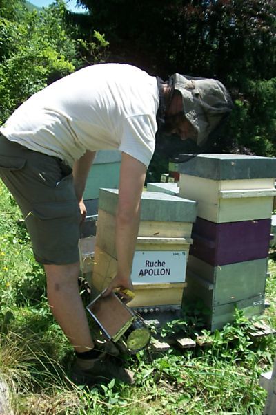 La ruche Apollon