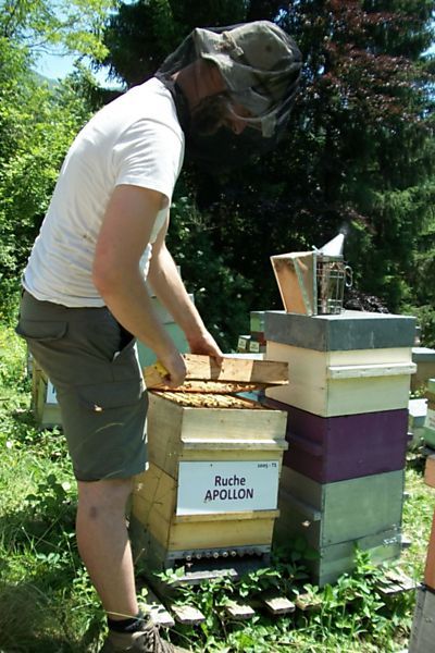 La ruche Apollon