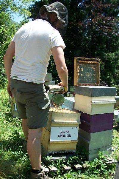 La ruche Apollon