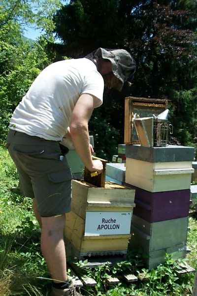 La ruche Apollon
