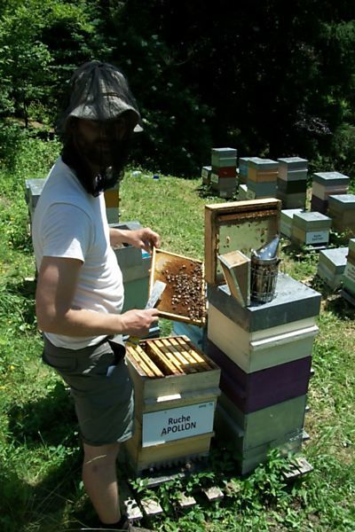 La ruche Apollon