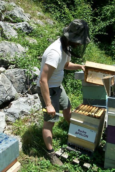 La ruche Apollon
