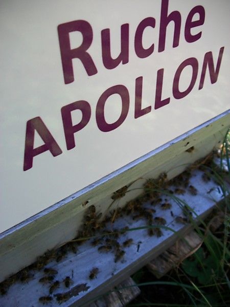 La ruche Apollon