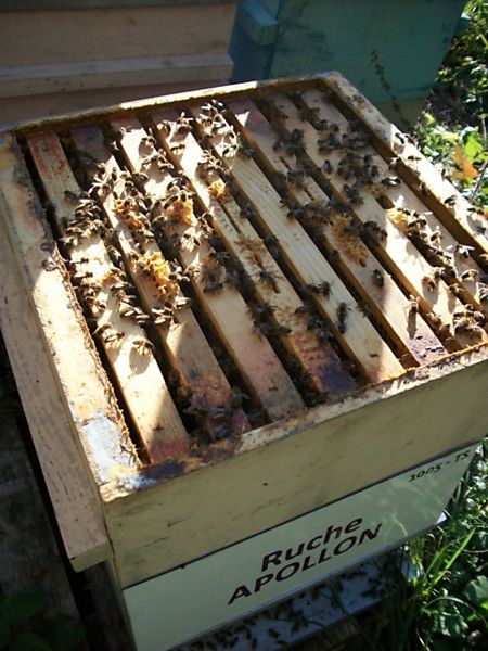 La ruche Apollon