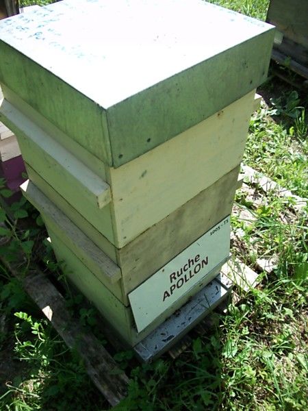 La ruche Apollon