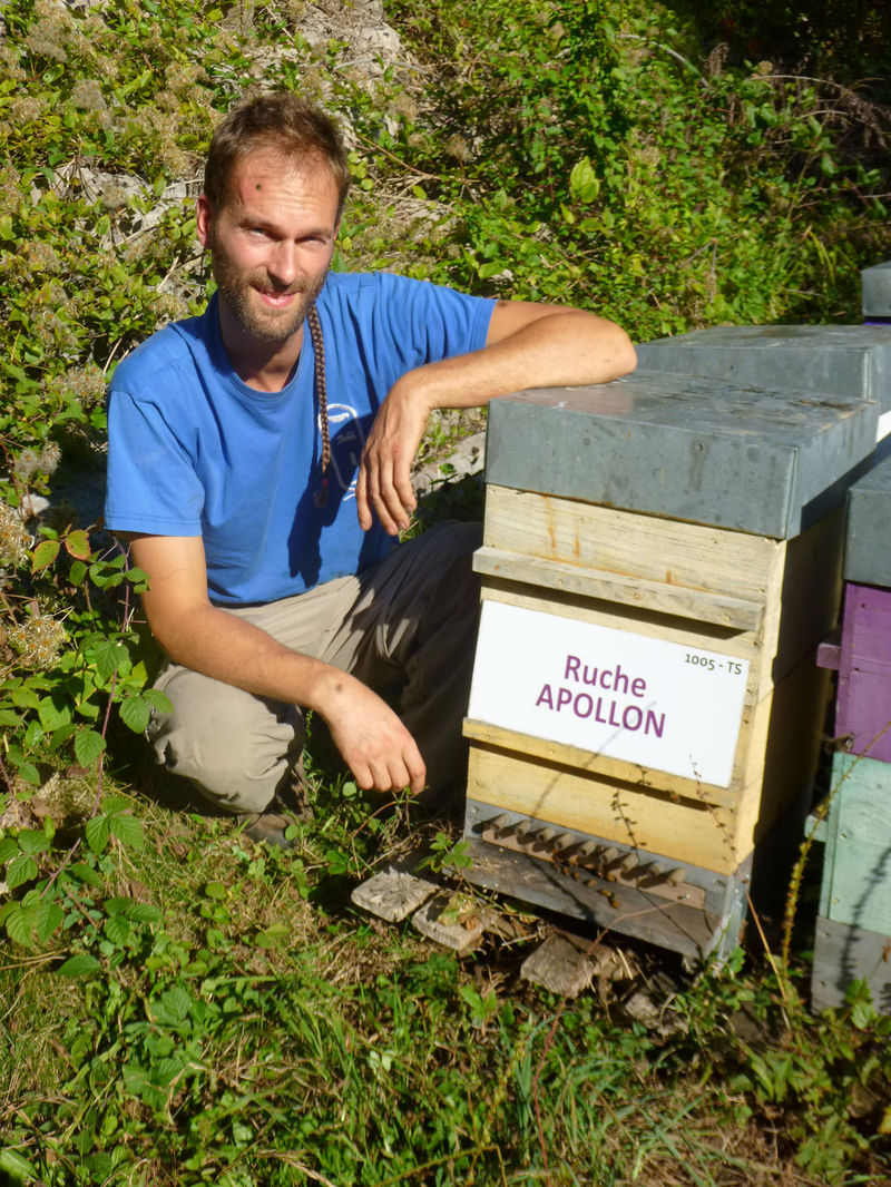 La ruche Apollon
