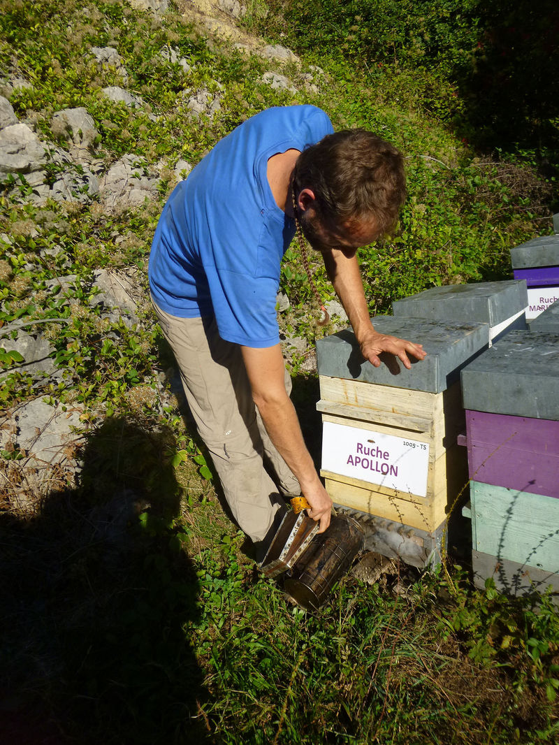 La ruche Apollon