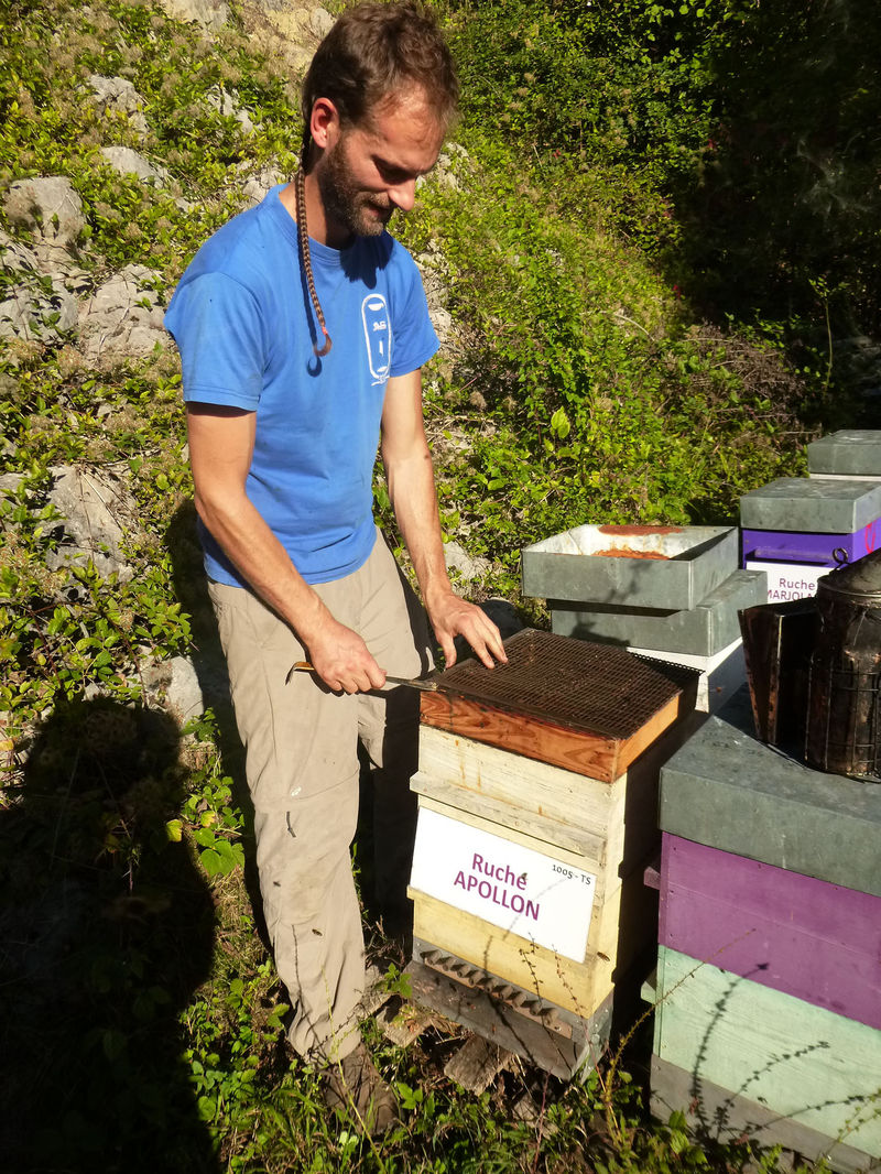 La ruche Apollon