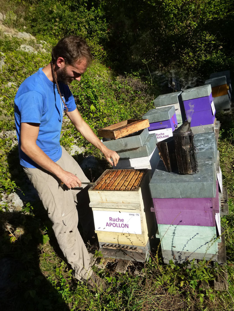 La ruche Apollon